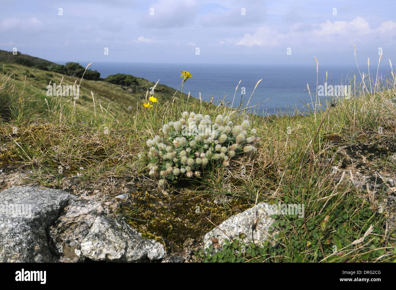 HARE’S-FOOT CLOVER Trifolium arvense (Fabaceae) - Lundy, Devon. Stock Photo