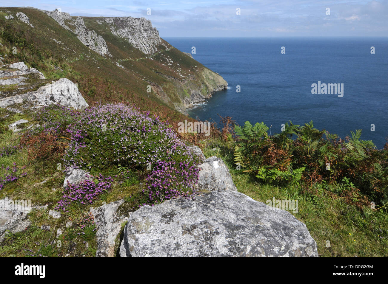 Bell Heather - Erica cinerea (Ericaceae) - on the east side of Lundy, Devon. Stock Photo