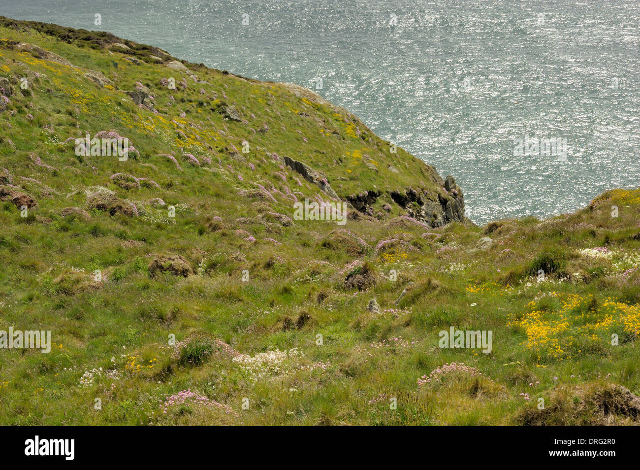 Thrift, Sea Campion and other Summer Flowers at South Stack Stock Photo