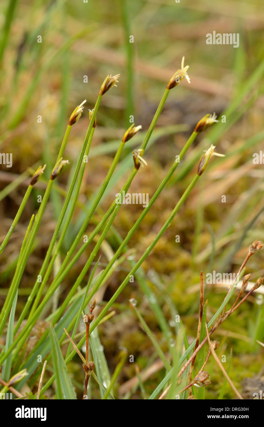Deergrass, Trichophorum germanicum Stock Photo