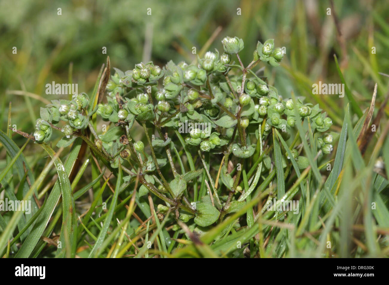 Allseed - Radiola linoides (Linaceae) Stock Photo