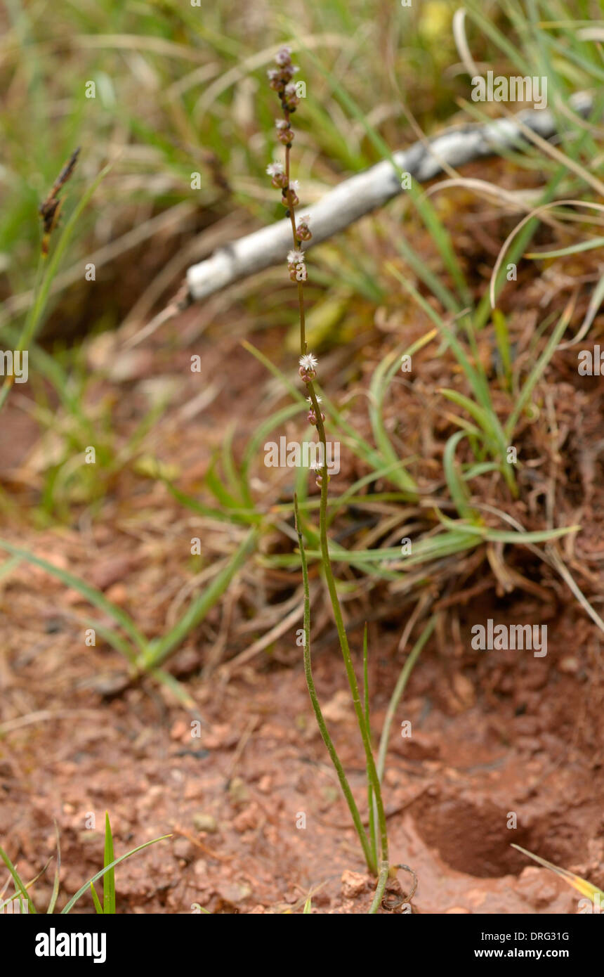 Marsh Arrowgrass, Triglochin palustris Stock Photo