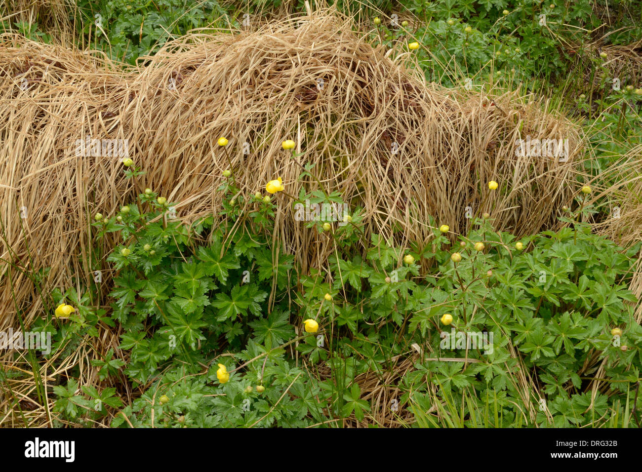Globeflower, Trollius europaeus growing in rough grassland Stock Photo