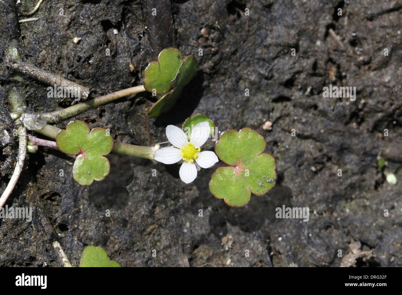 Round-leaved Crowfoot - Ranunculus omiophyllus (Ranunculaceae) Floating Stock Photo