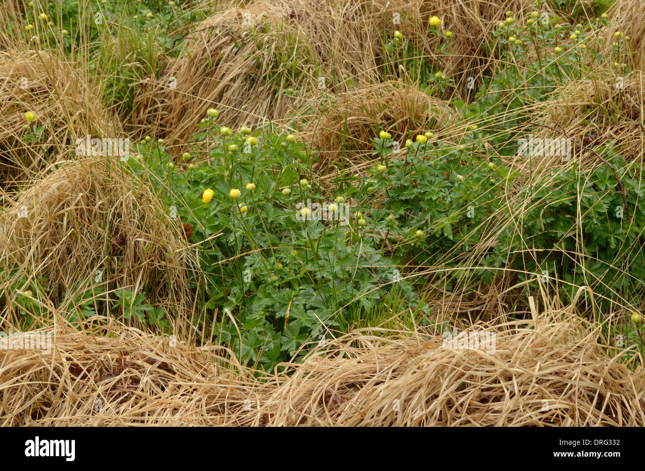 Globeflower, Trollius europaeus growing in rough grassland Stock Photo