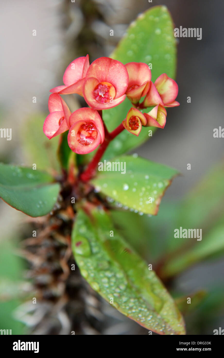 Crown of Thorn Flower amazing flower of Asia Stock Photo