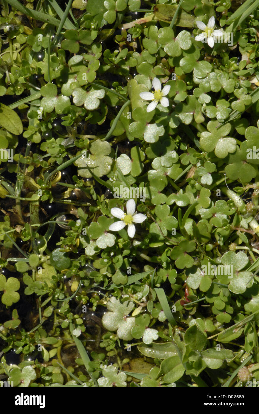 Round-leaved Crowfoot - Ranunculus omiophyllus (Ranunculaceae) Floating Stock Photo