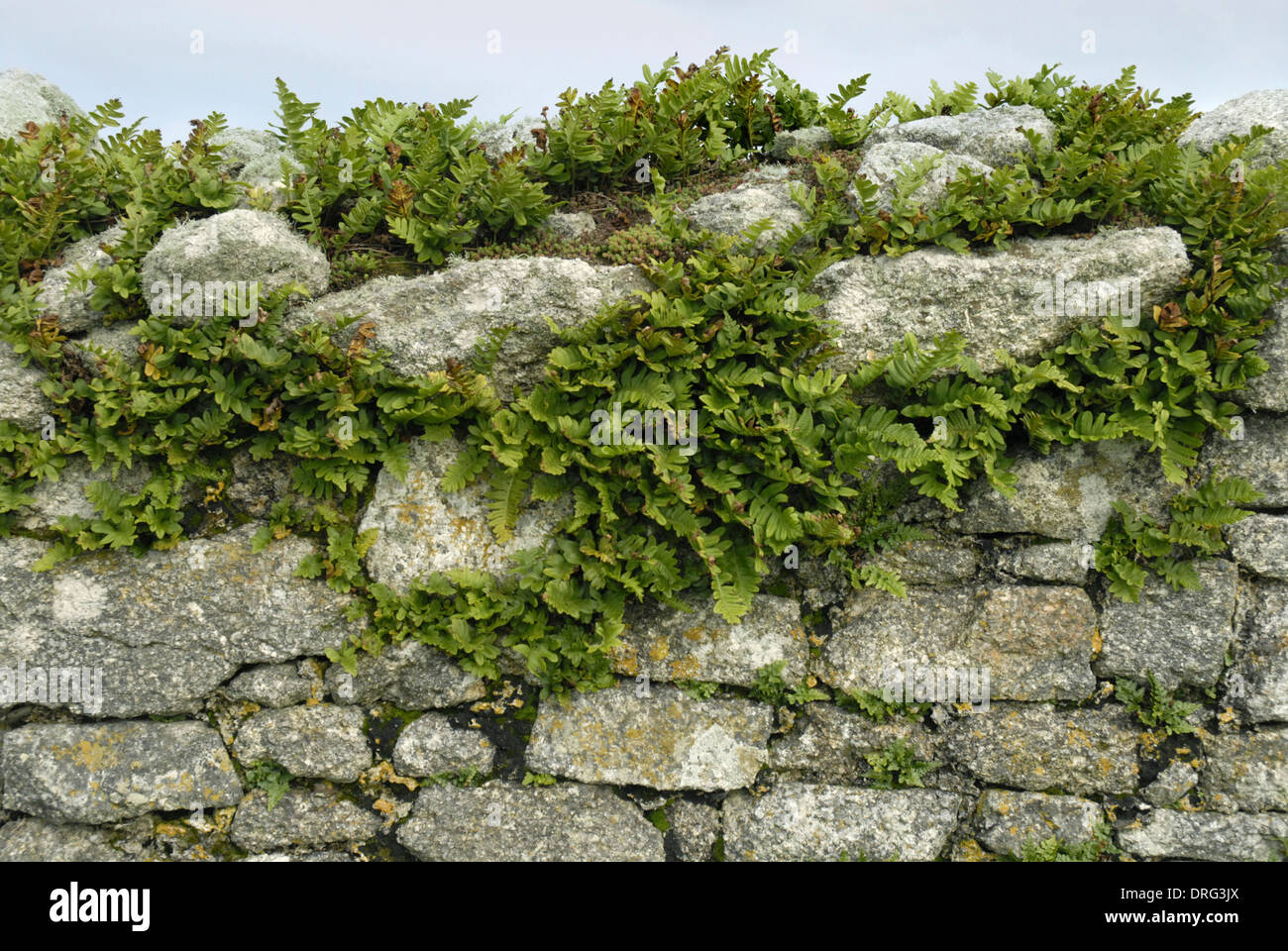 Polypody - Polypodium vulgare - Lundy stone wall Stock Photo