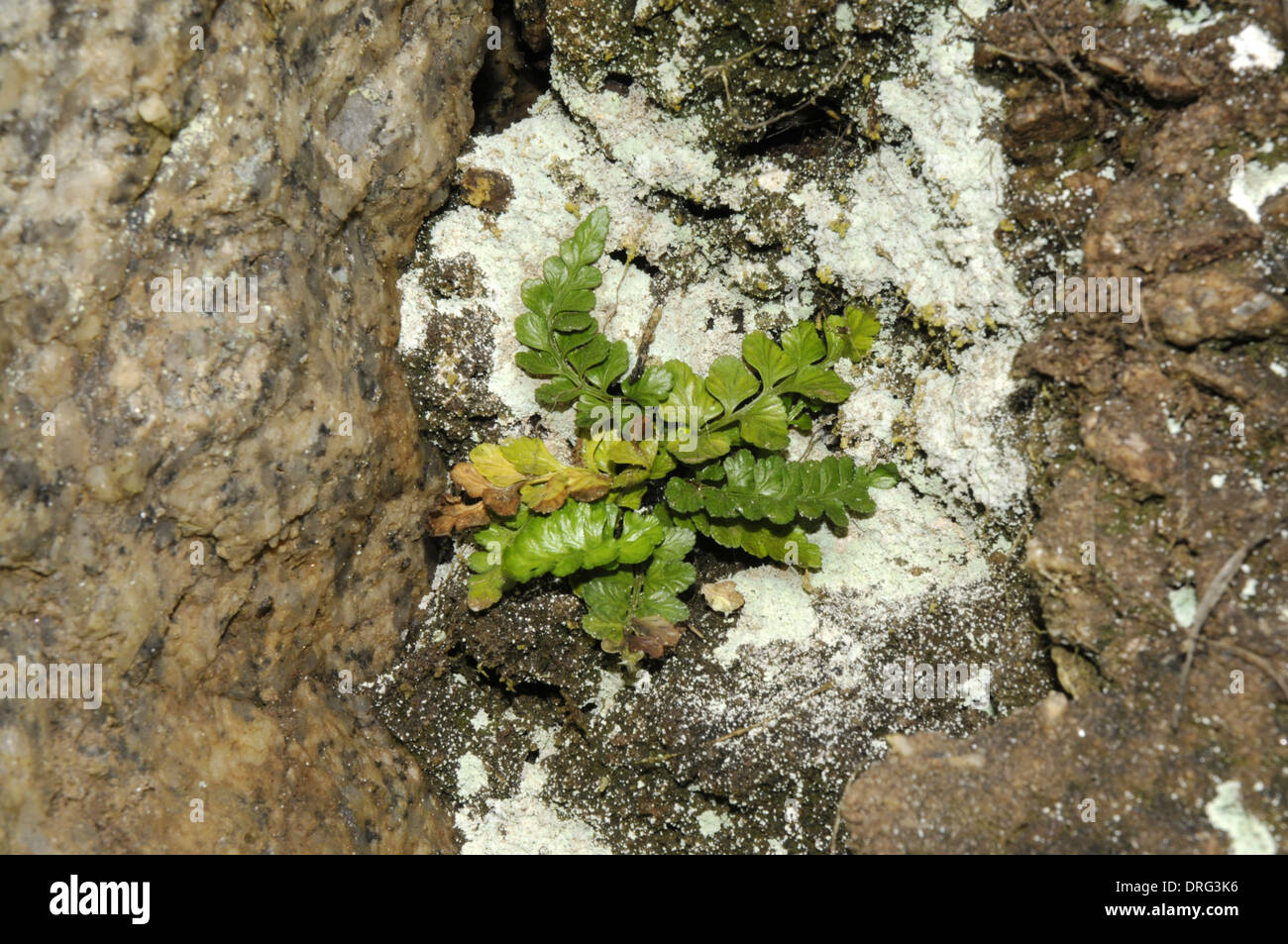 Sea Spleenwort - Asplenium marinum Stock Photo