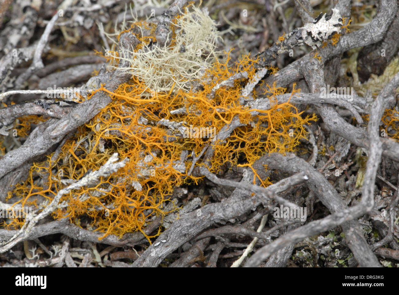 Golden Hair Lichen - Teloschistes flavicans Stock Photo