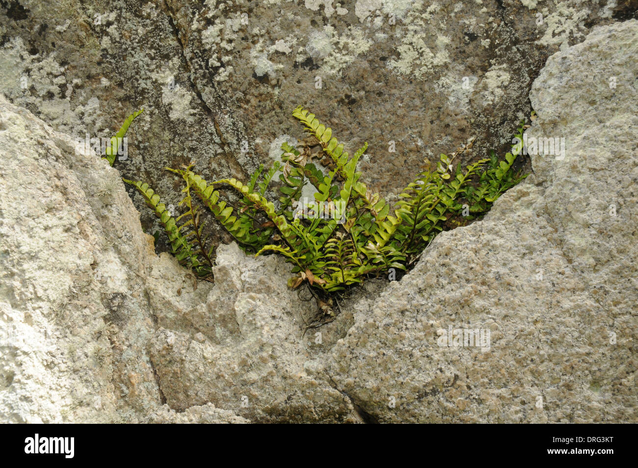 Sea Spleenwort - Asplenium marinum Stock Photo