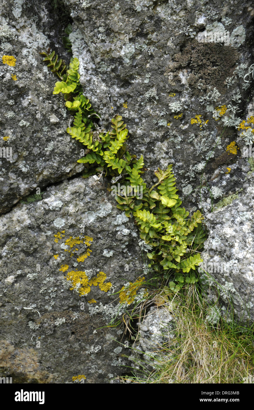 Sea Spleenwort - Asplenium marinum Stock Photo