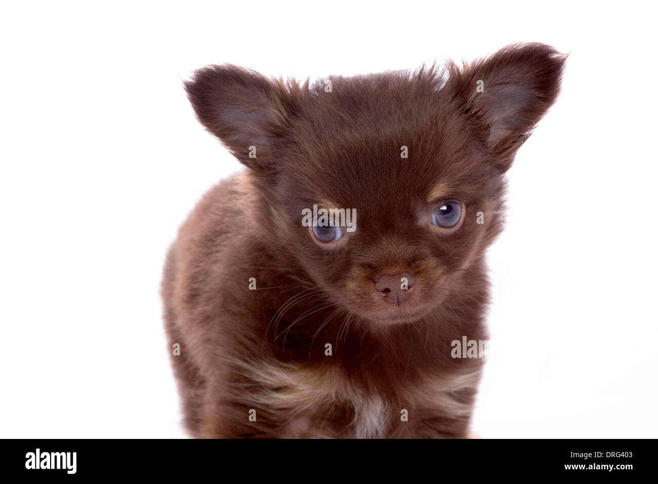 chihuahua in studio isolated Stock Photo