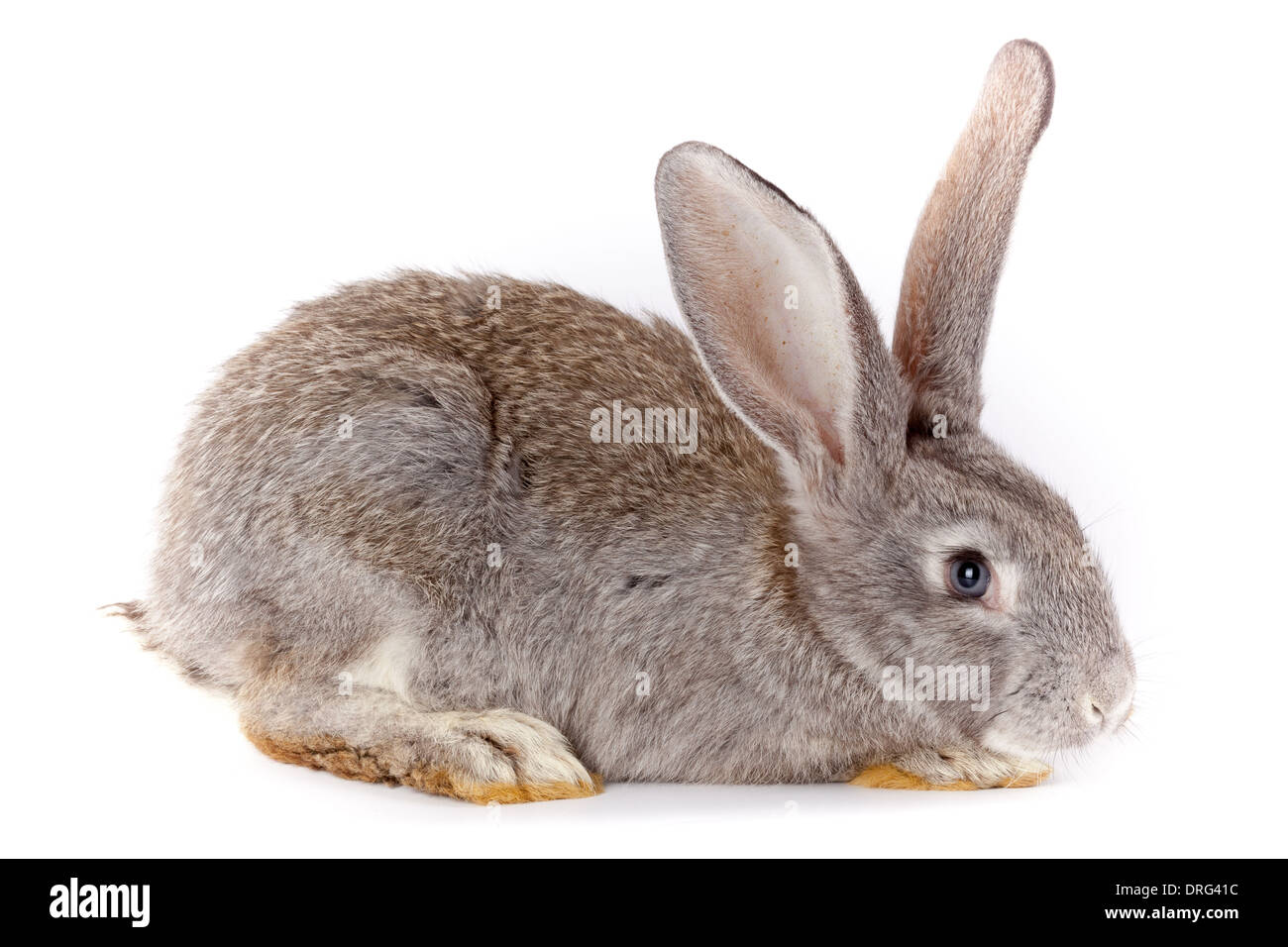Domestic rabbit it is isolated in studio on a white background Stock ...