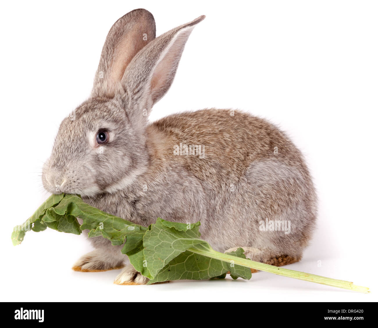 Domestic rabbit it is isolated in studio on a white background Stock ...