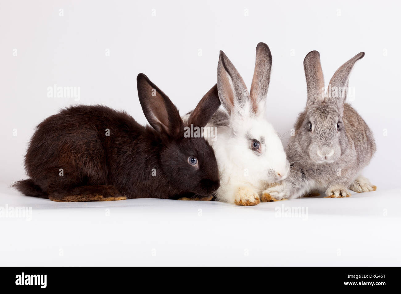 Domestic rabbit it is isolated in studio on a white background. Stock Photo