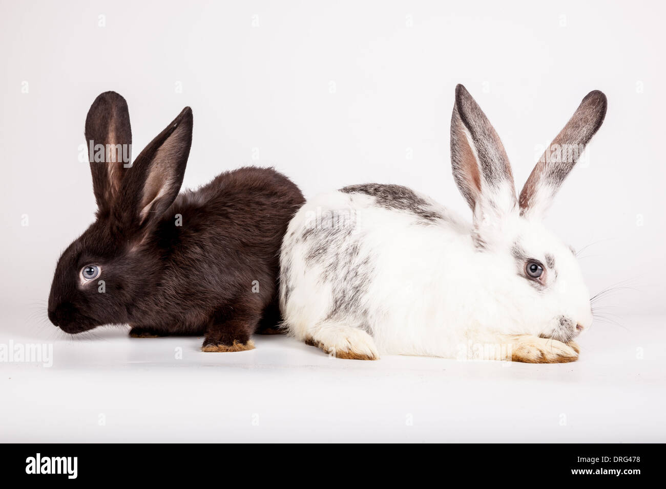 Domestic rabbit it is isolated in studio on a white background Stock ...