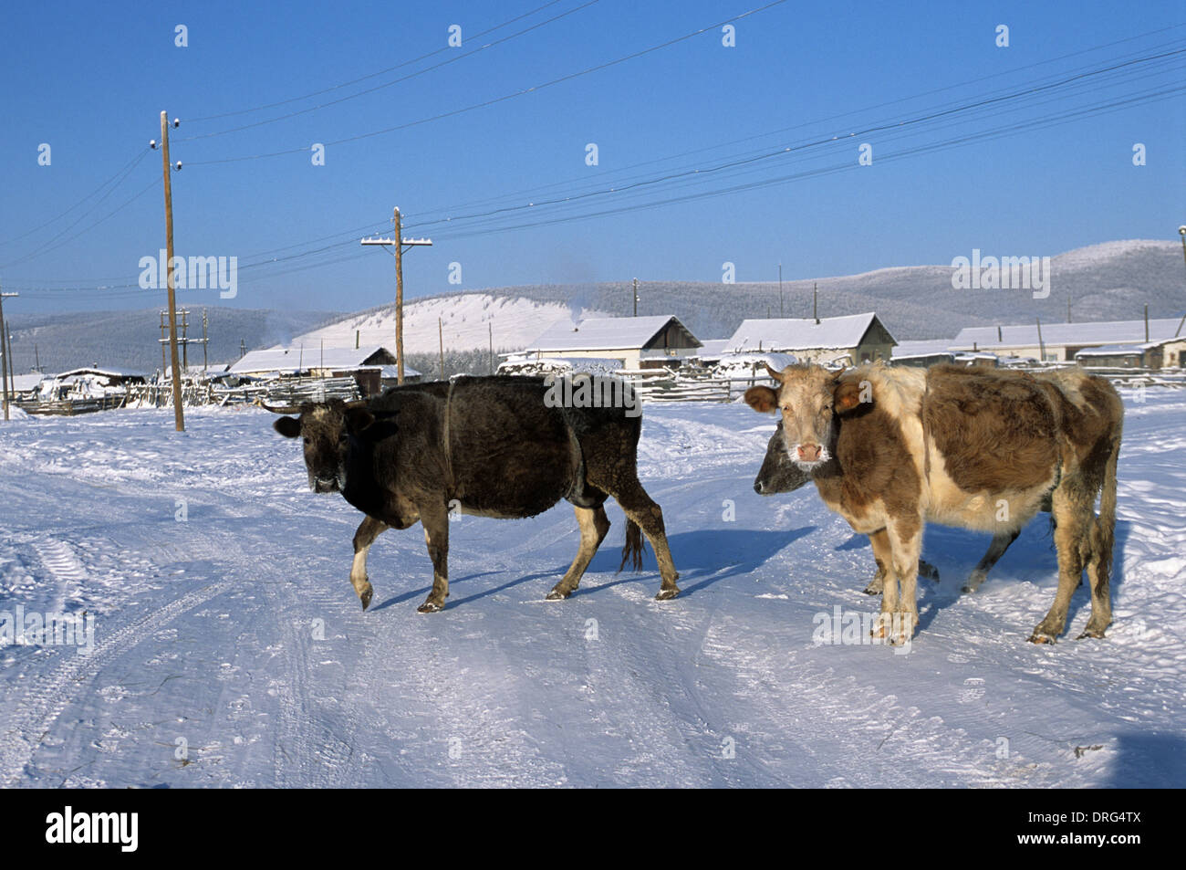 Oymyakon russia hi-res stock photography and images - Alamy