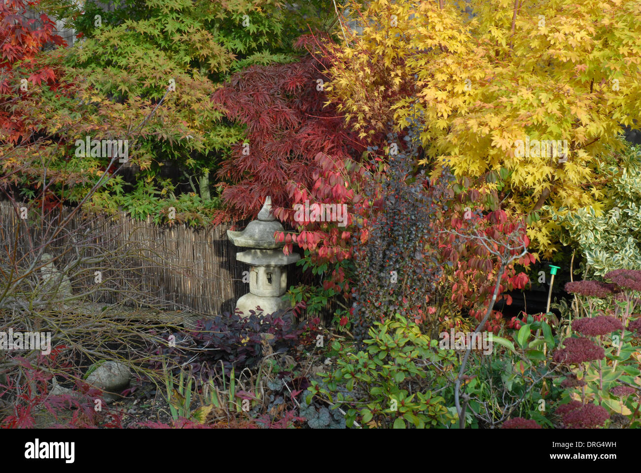 Acers japanese maples hi-res stock photography and images - Alamy
