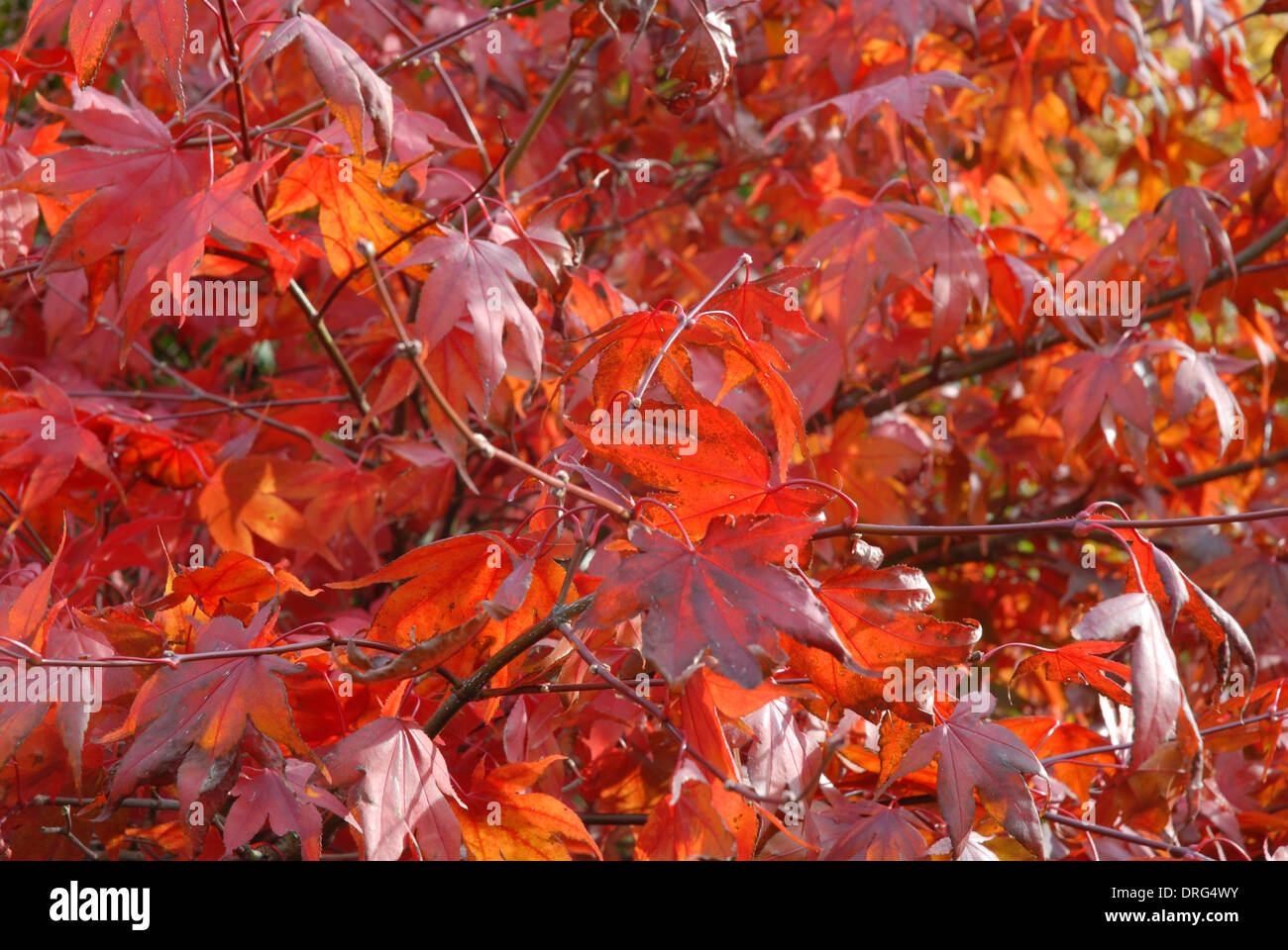Glorious red autumn tints of Acer palmatum... Stock Photo