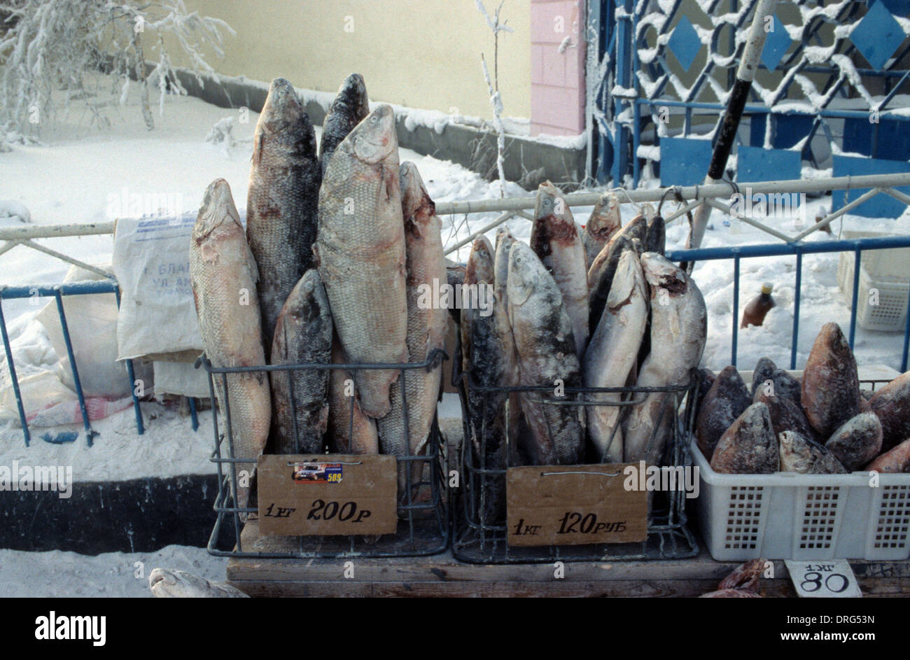 Frozen fish for sale in the streets of Yakutsk, Northeastern Siberia