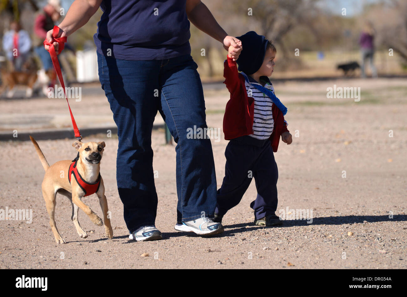 A woman and her 2-year-old son walk their dog in a park. Stock Photo
