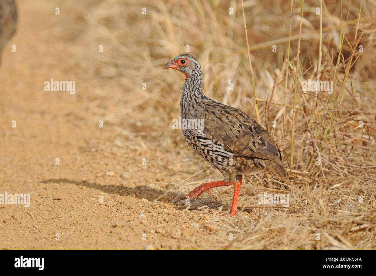 Red-necked spurfowl (Francolinus afer) Stock Photo