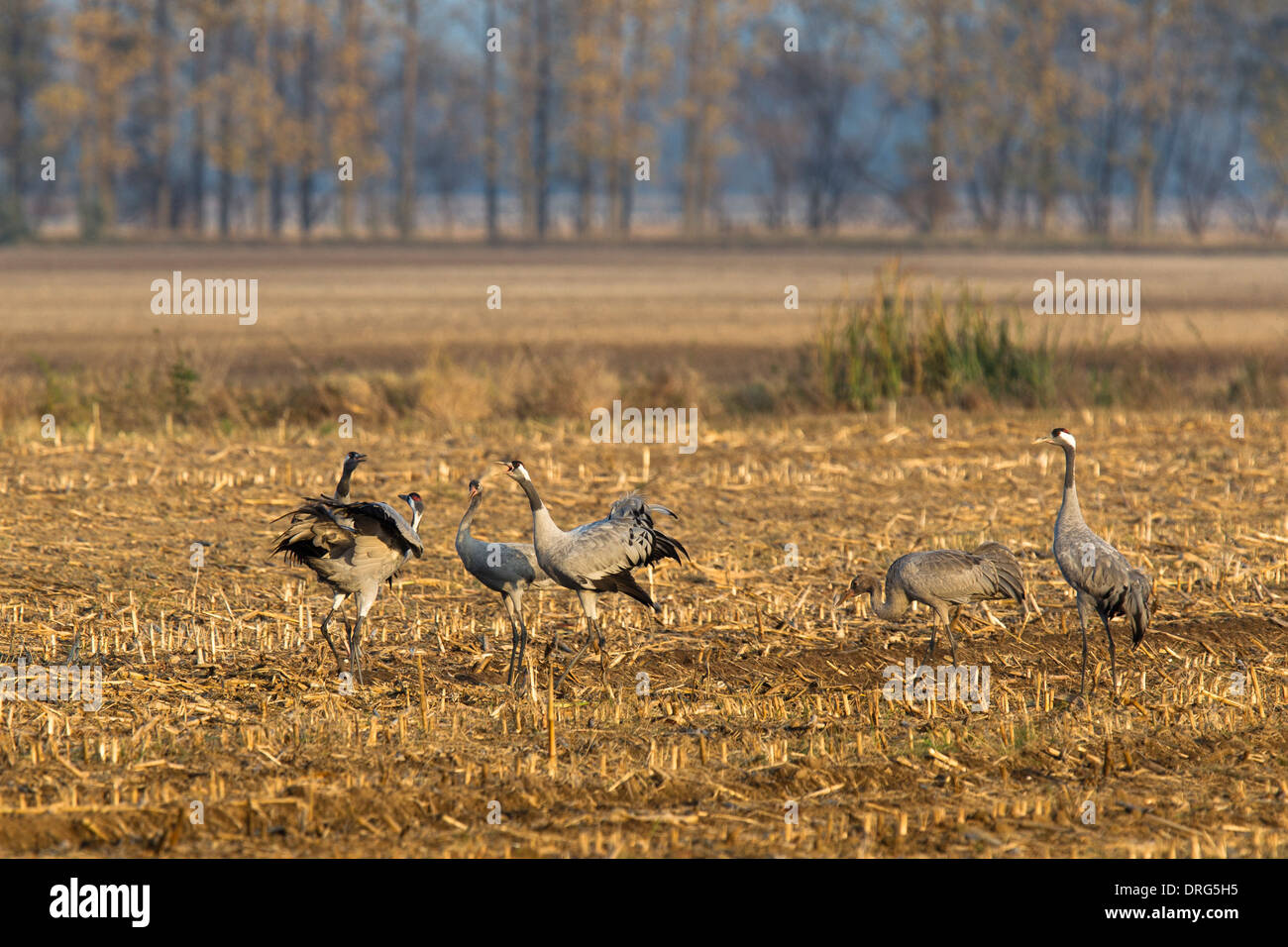 Grauer Kranich, Grus grus, Eurasian Cranes, Common cranes, group trumpeting on maize field, Linum, Brandenburg, Germany Stock Photo