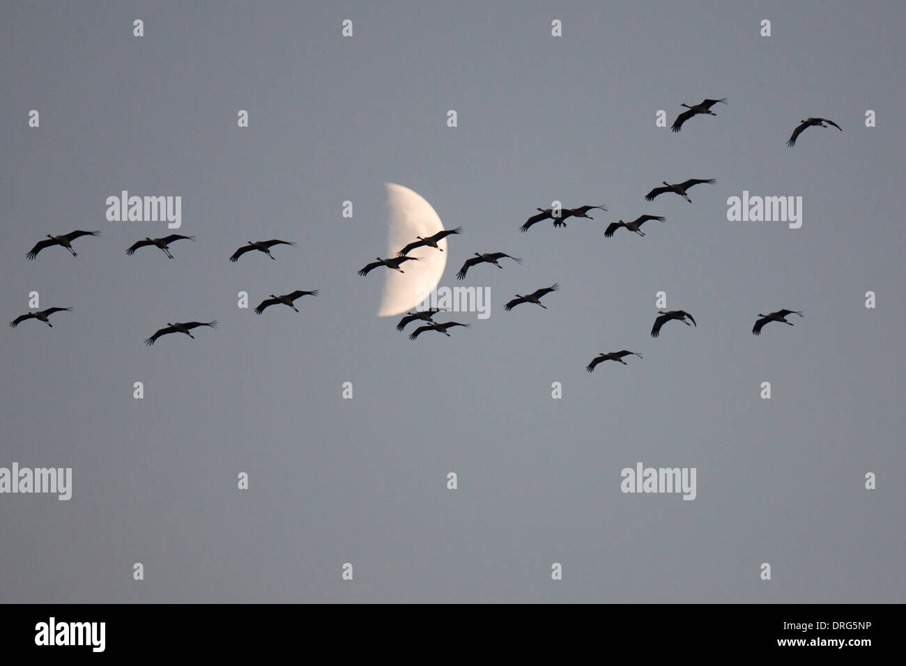 Grauer Kranich, Grus grus, Eurasian Cranes, birds flying in to roost, Germany Stock Photo