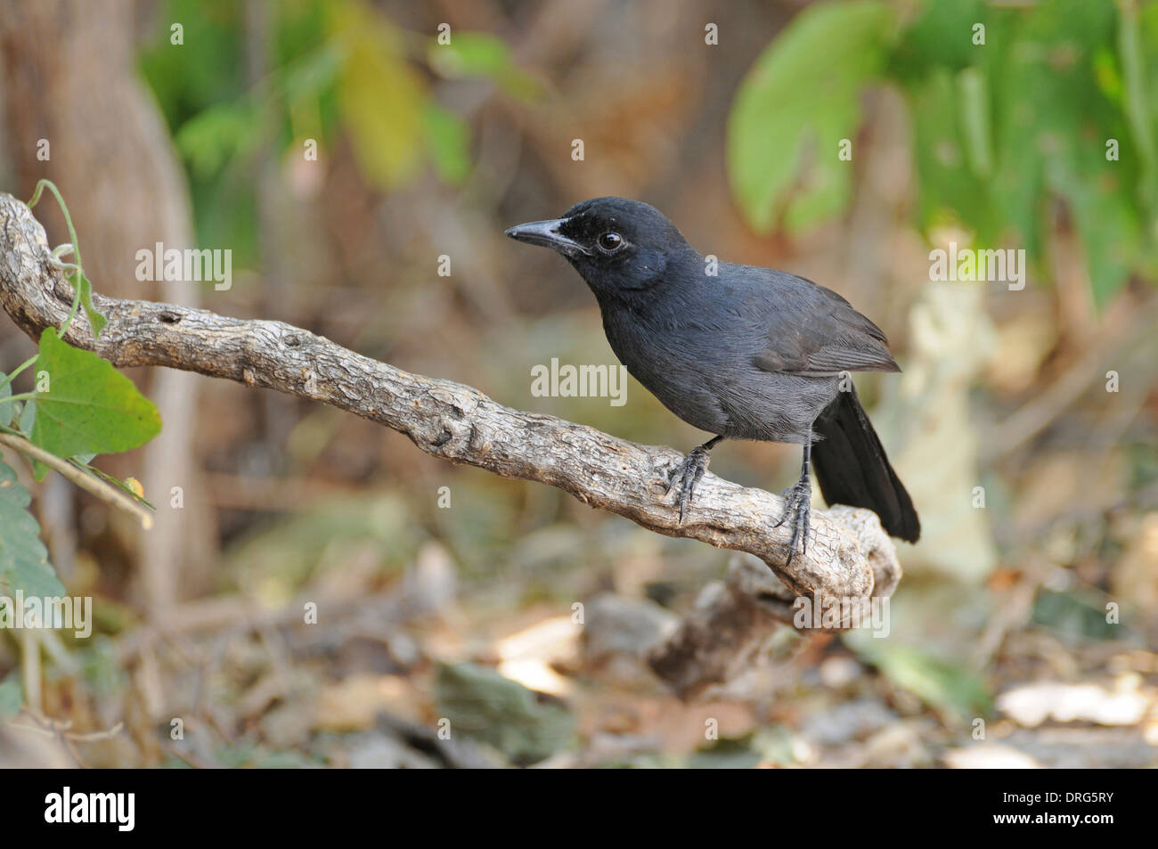 Slatecoloured boubou (Laniarius funebris) foraging in low scrub Stock