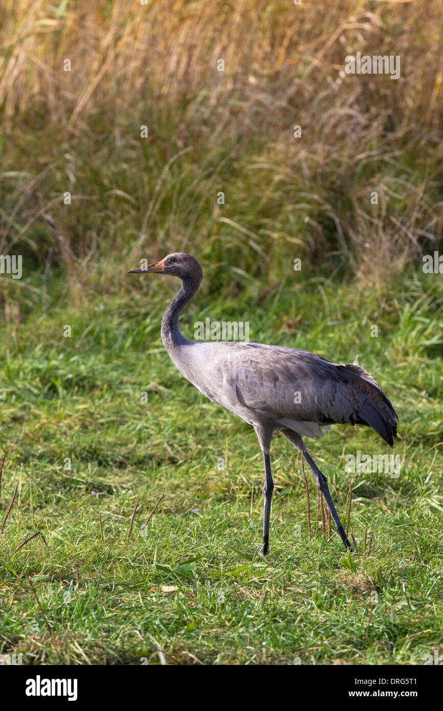 Grauer Kranich, Grus grus, Eurasian Crane, Common crane, chick on grassland, Germany Stock Photo
