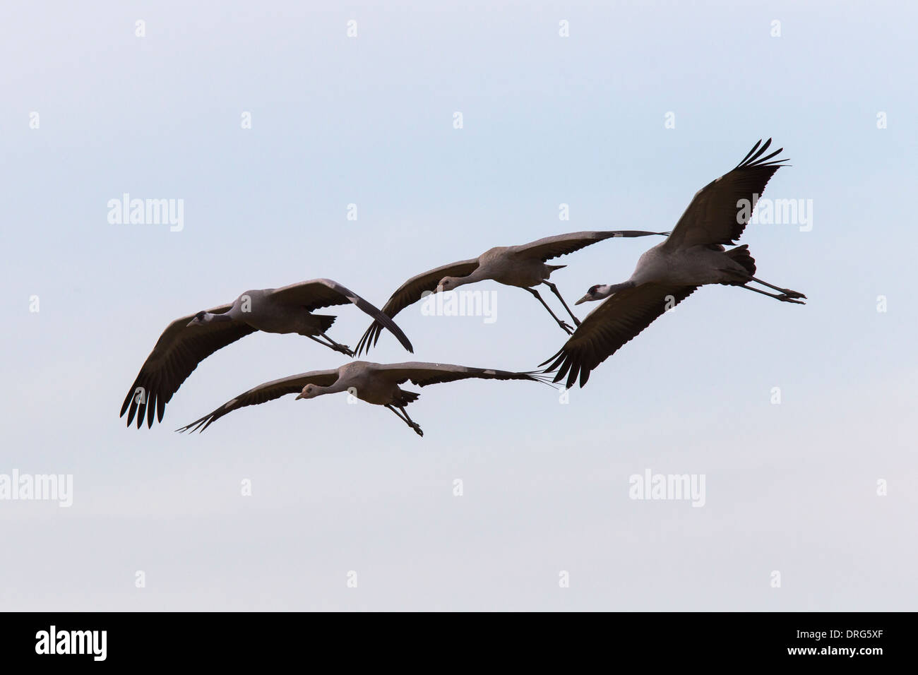 Grauer Kranich, Grus grus, Eurasian Cranes, Common cranes, family with two chicks and parents, Germany, flying in from roost Stock Photo