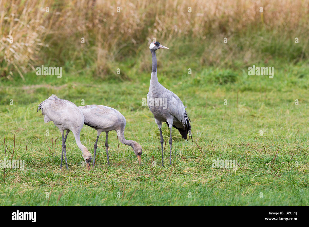 Grauer Kranich, Grus grus, Eurasian Cranes, Common cranes, family with two chicks and parent, Germany Stock Photo