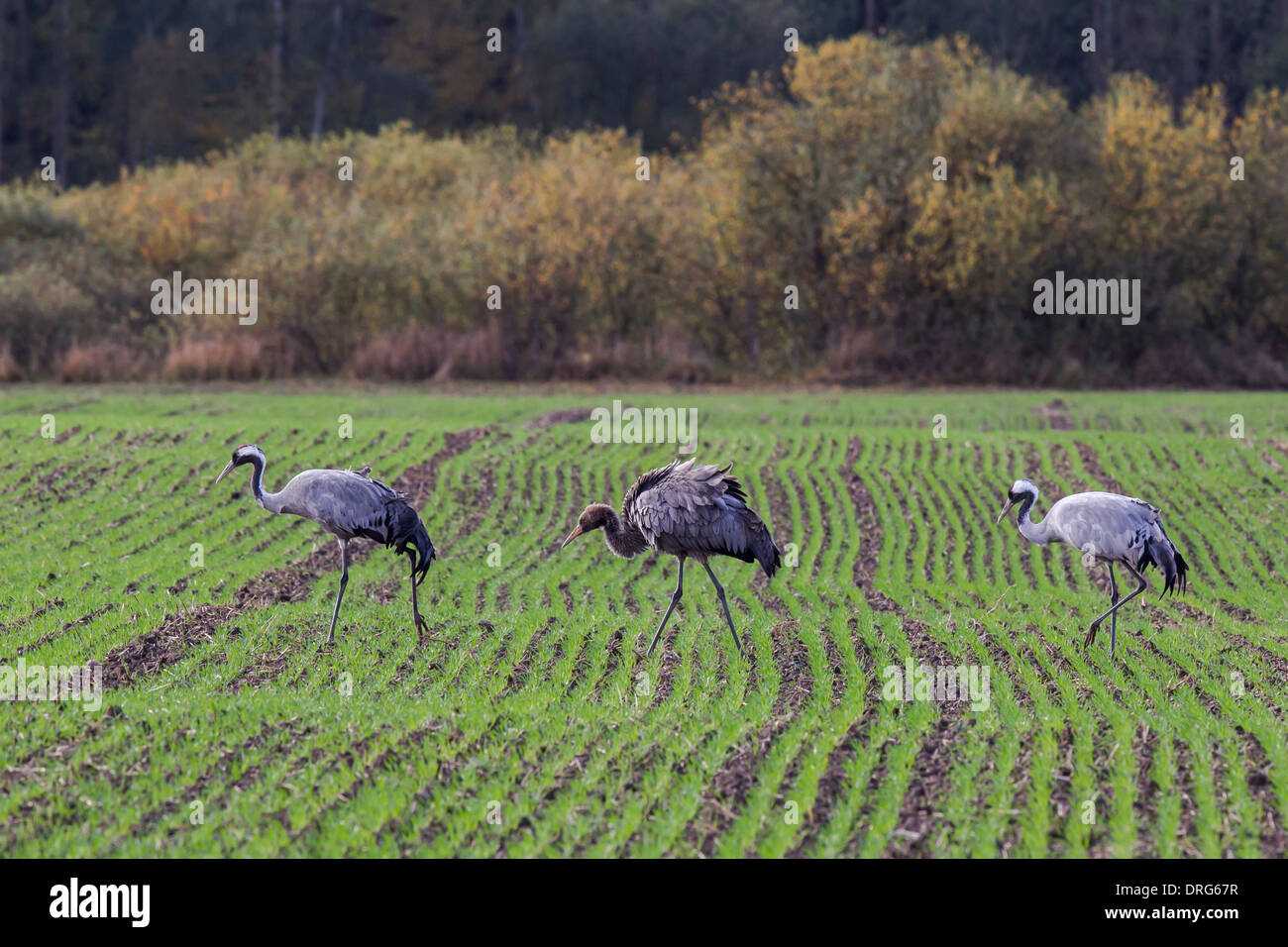Grauer Kranich, Grus grus, Eurasian Crane, Common cranes, family walking on winter crop field, Germany Stock Photo