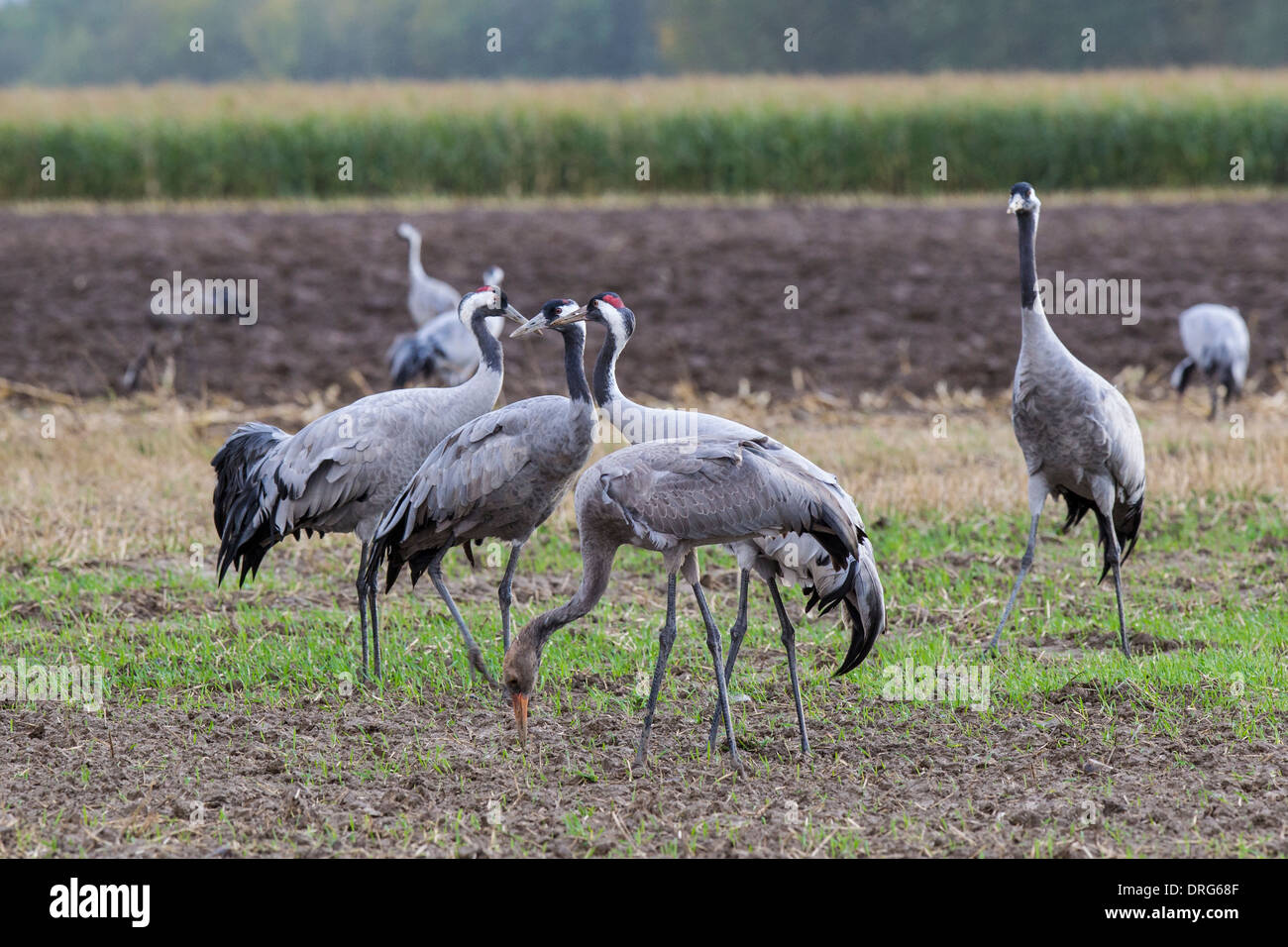 Grauer Kranich, Grus grus, Eurasian Crane, Common Crane, feeding on crops, Germany, Mecklenburg-Vorpommern Stock Photo