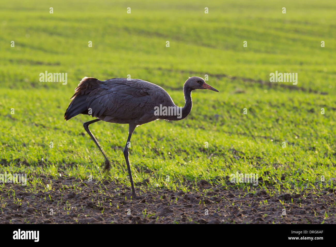 Common crane, Grauer Kranich, Grus grus, Eurasian Crane, chick walking on winter crop field, Germany Stock Photo
