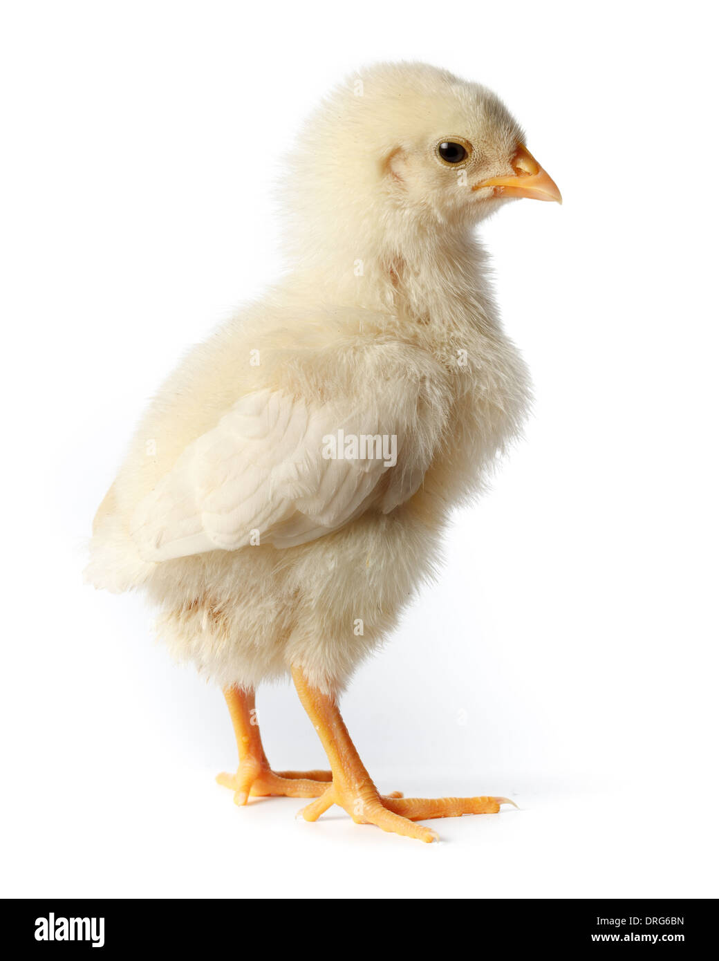 Chicken in studio isolated on white background. Stock Photo