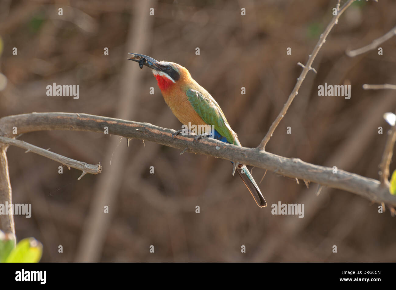 White-fronted bee-eater (Merops bullockoides). The bird has caught a large, dark bee. Stock Photo