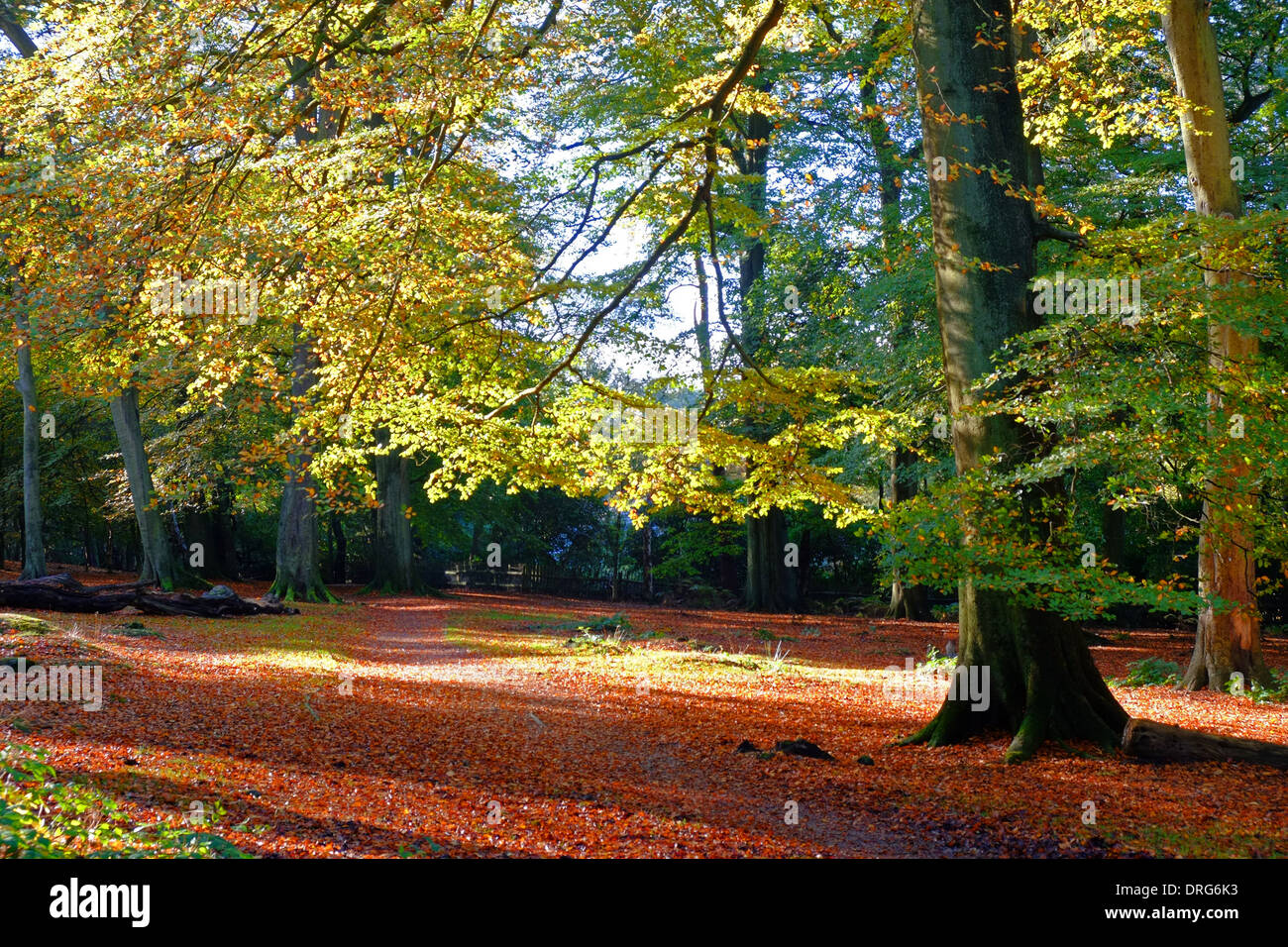 England, Cheshire, alderley Edge Woods in autumn Stock Photo