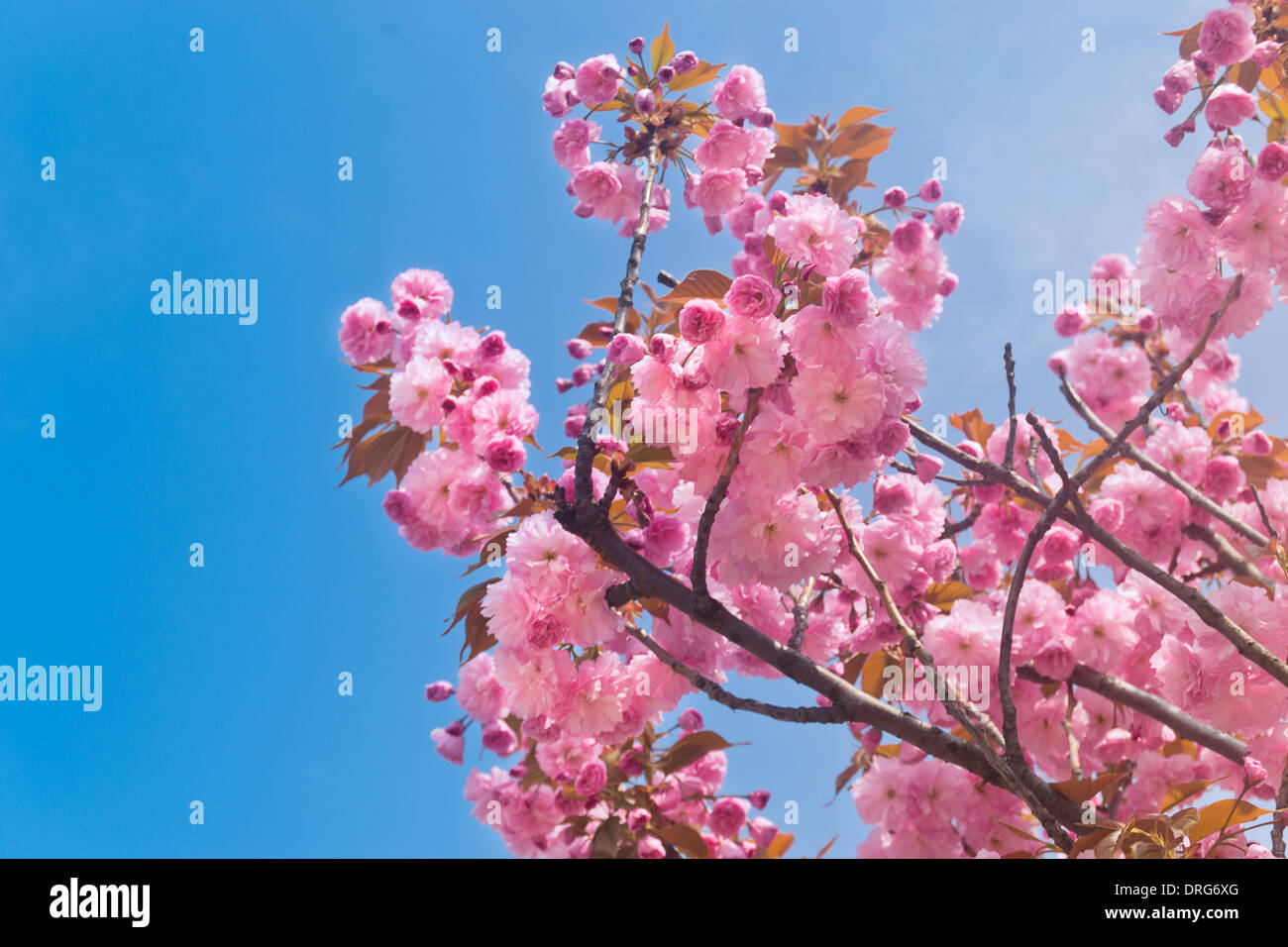 Horizontal pink cherry blossoms hi-res stock photography and images - Alamy