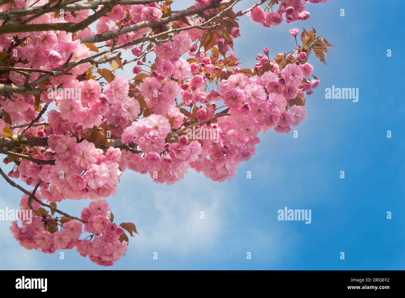Detail of pink Cherry blossom in spring Stock Photo - Alamy