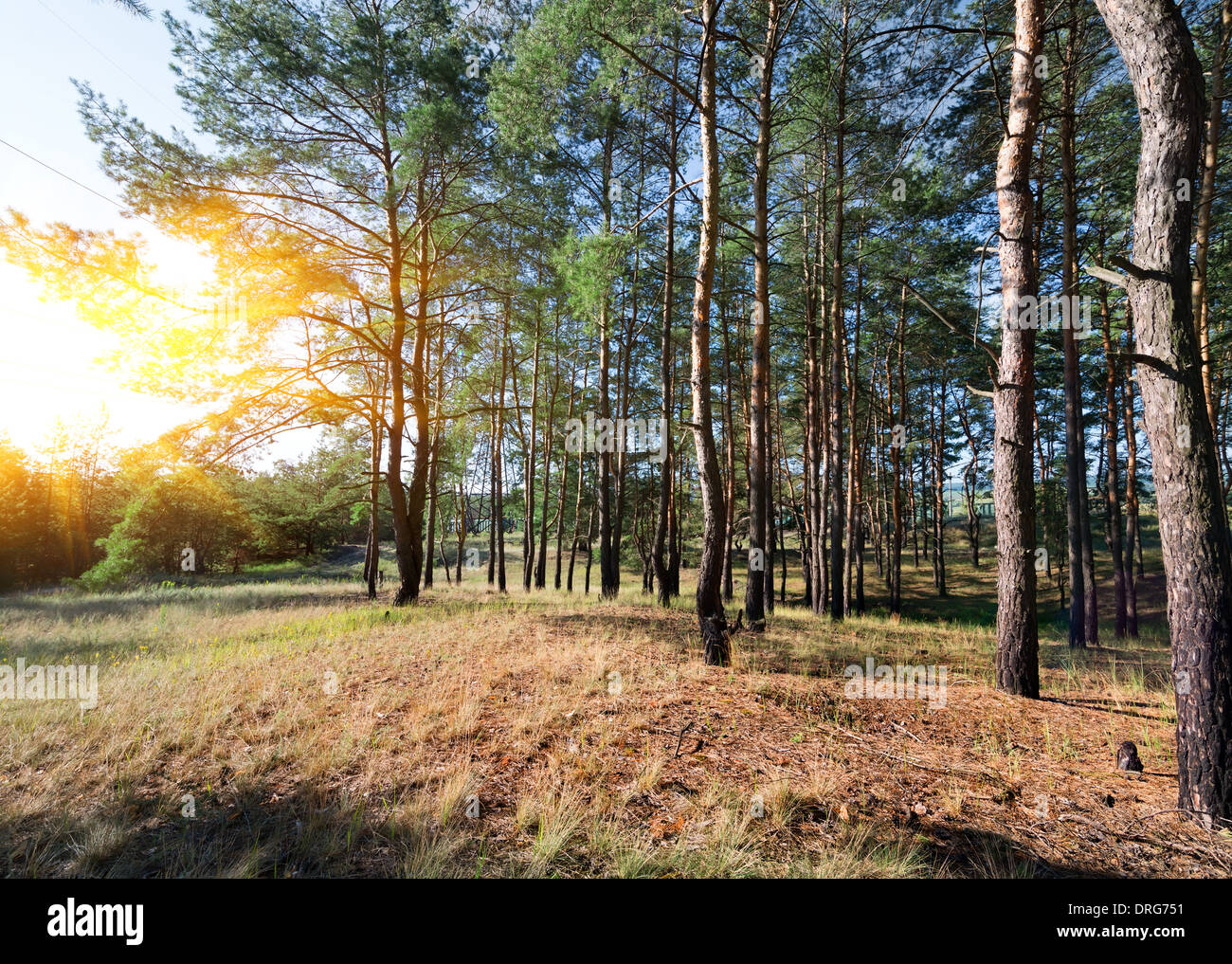 Sunset in a beautiful autumn pine forest Stock Photo