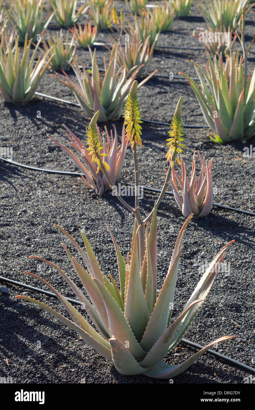 Field of Aloe Vera plants growing in volcanic soil on a farm for production of herbal products. Lanzarote, Canary Islands, Spain Stock Photo