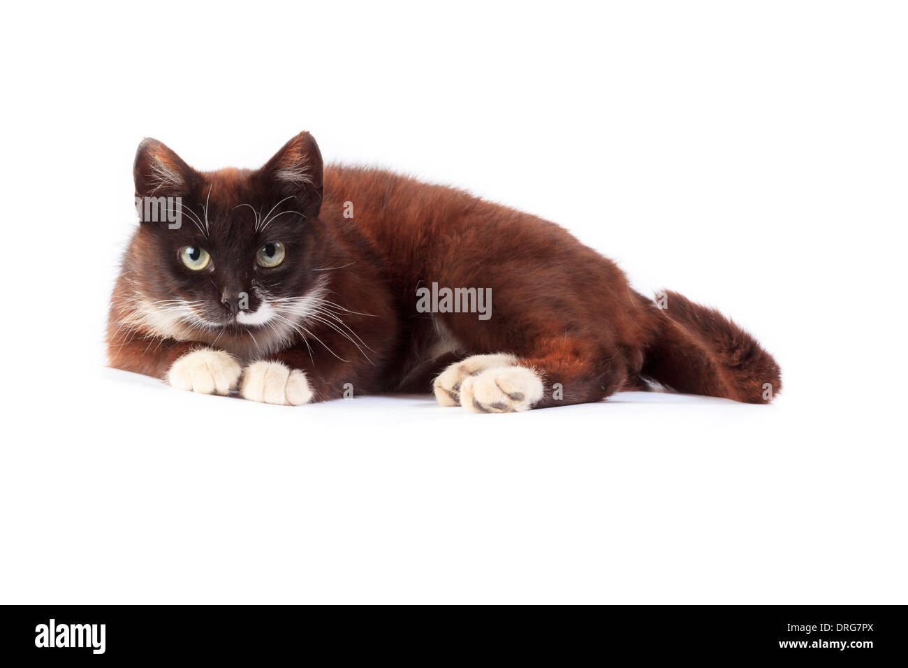 Domestic cats and kittens in different situations Stock Photo Alamy