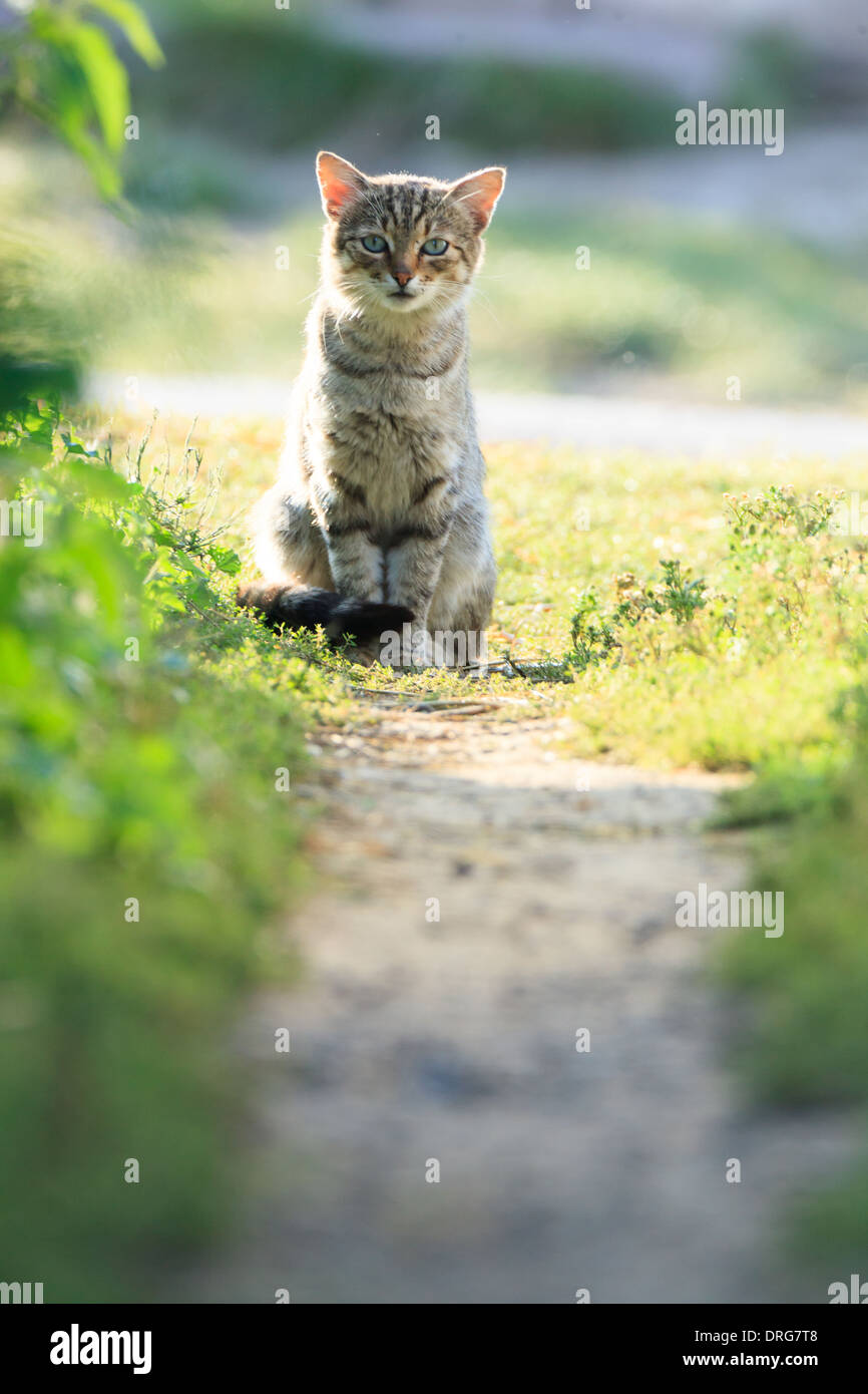 Domestic cats and kittens in different situations Stock Photo Alamy