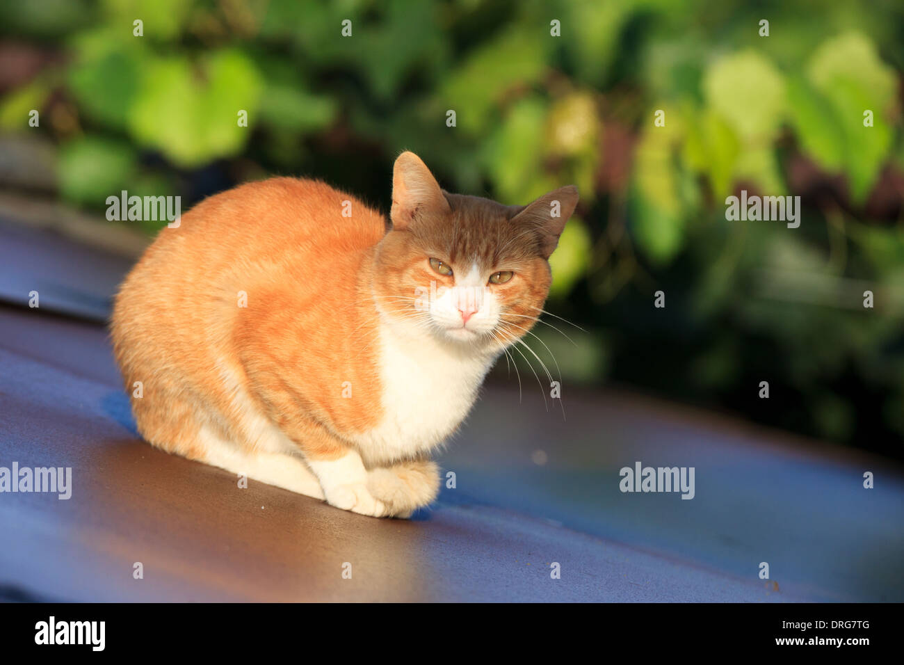 Domestic cats and kittens in different situations Stock Photo Alamy