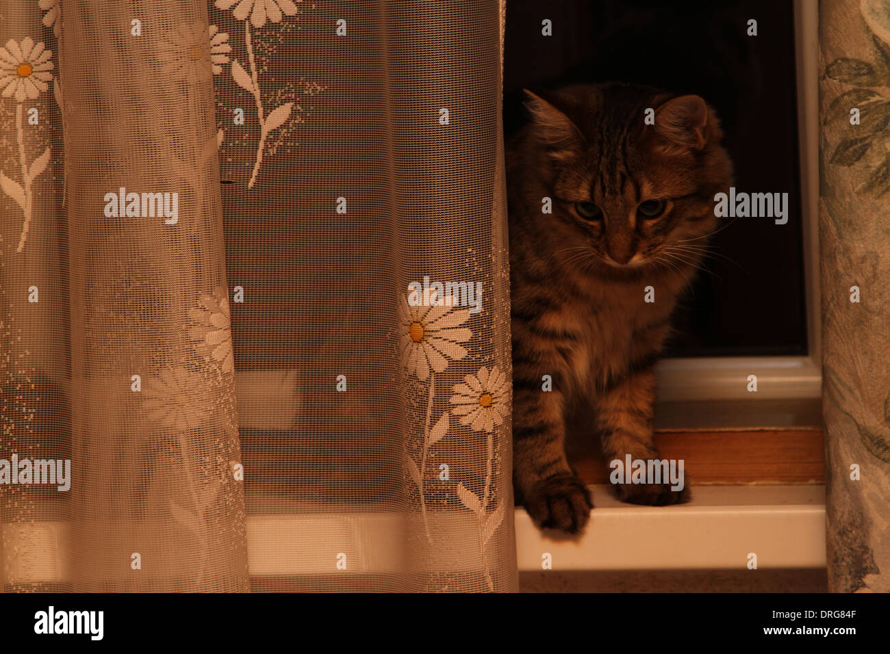 Striped kitten standing in a window sill Stock Photo