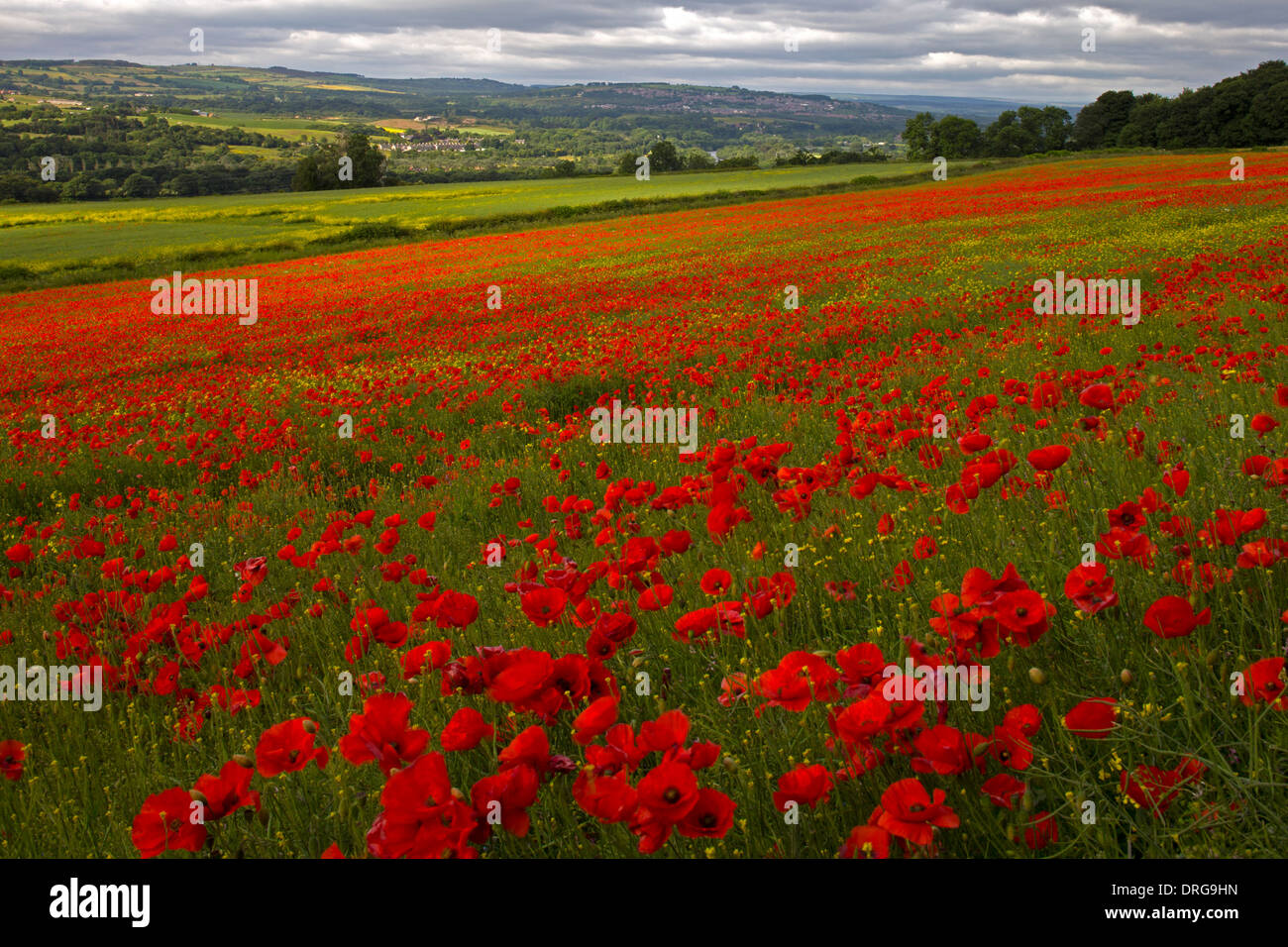 Poppy landscape hi-res stock photography and images - Alamy