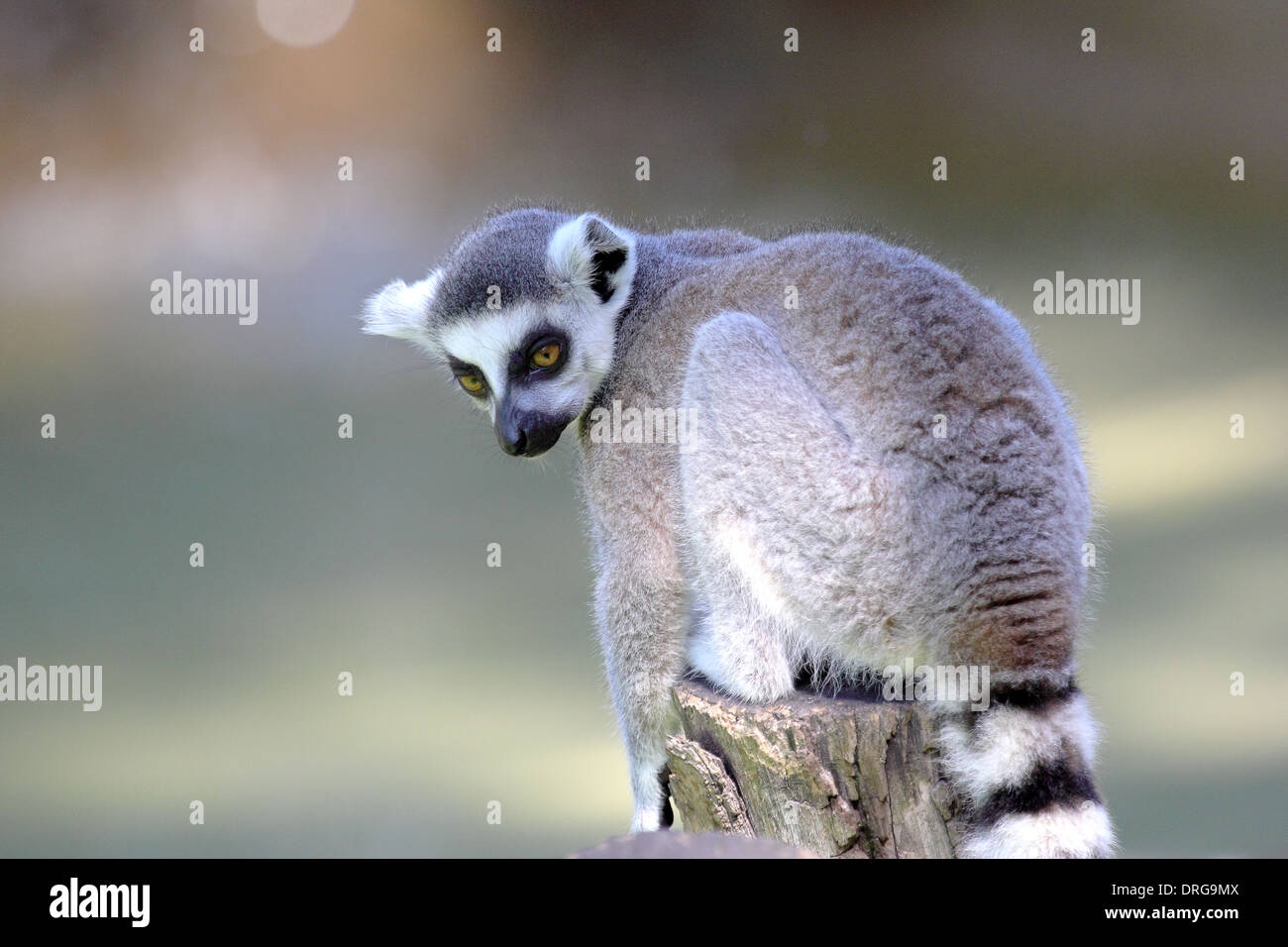A ring-tailed lemur (Lemur catta) sitting on a log and looking behind Stock Photo