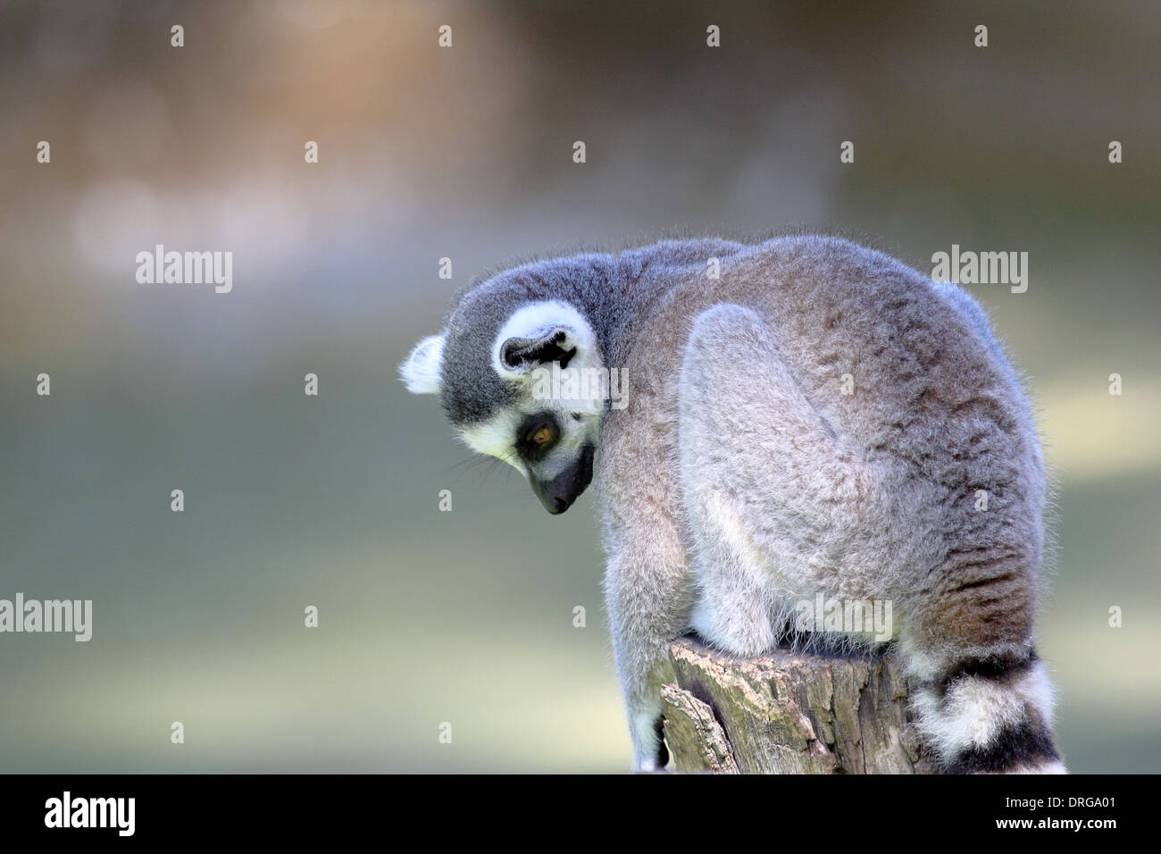 A ring-tailed lemur (Lemur catta) sitting on a log and looking down Stock Photo